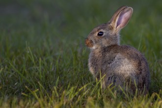 The young wild rabbit (Oryctolagus cuniculus) can still enjoy the warming sun, but in a few minutes
