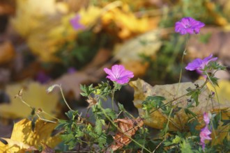 Flowering cranesbill (Geranium), in autumn foliage, North Rhine-Westphalia, Germany
