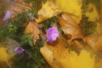Flowering cranesbill (Geranium), in autumn foliage, North Rhine-Westphalia, Germany