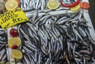 Istanbul, Turkey. November 15th 2023 Fresh Turkish Black Sea Hamsi for sale, a type of anchovy fish