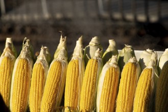 Istanbul, Turkey. November 28th 2020 Turkish Misir, Sweet corn on the cob for sale at a street