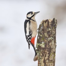 Great spotted woodpecker (Dendrocopos major), male, foraging in winter on a tree stump covered with