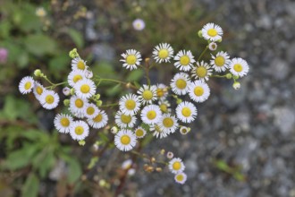 Annual ragweed (Erigeron annuus), by the wayside in a field, Wilnsdorf, North Rhine-Westphalia,
