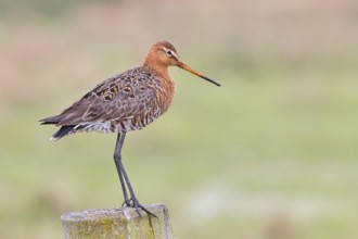 Black-tailed godwit (limosa limosa), on a perch, on a fence post, snipe birds, wildlife, nature