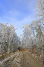 Forest trail with trees and shrubs on the side covered with hoarfrost, winter, Wilnsdorf, North