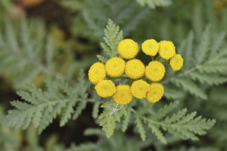 Tansy or worm fern (Tanecetum vulgare), inflorescence, medicinal plant, Wilnsdorf, North