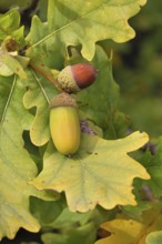 Acorns and leaves of the English oak (Quercus robur), autumn, Wilnsdorf, North Rhine-Westphalia,
