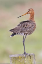 Black-tailed godwit (limosa limosa), on a perch, on a fence post, snipe birds, wildlife, nature