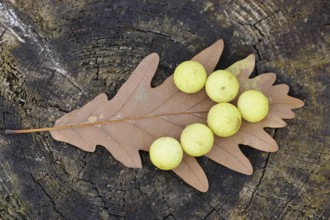 Common oak gall wasp (Cynips quercusfolii) on a leaf of an English oak, Wilnsdorf, North