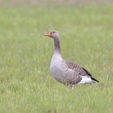 Grey goose (Anser anser) on a moor, Dümmer, Lake Dümmer, Ochsenmoor, Hüde, Lower Saxony, Germany