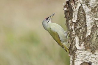 Grey-headed Woodpecker (Picus canus), female sitting on the trunk of a grey birch (Betula