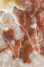 A detailed macro photograph of fossilized dinosaur feces (coprolite), showcasing its layered