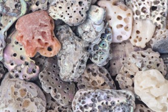 A detailed macro shot of abalone shell fragments in various shapes and sizes, showcasing their