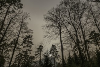 A hazy forest scene in Switzerland, dimmed under the effects of a Saharan sand storm, with tall
