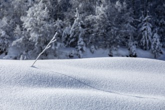 A delicate branch protrudes through a pristine snow blanket, casting a long, gentle shadow in