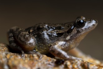 This macro shot captures an Iberian painted frog with its distinctive pattern, perched on a rocky