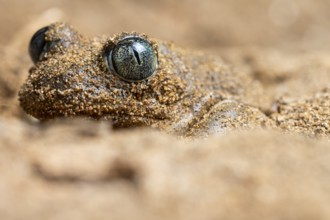 A close-up image of a common spadefoot toad, Pelobates cultripes, camouflaged in sandy surroundings