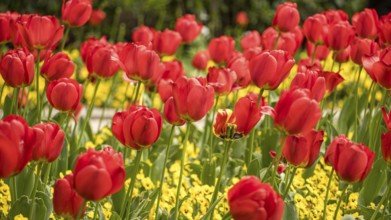 A picturesque view of vivid red tulips in full bloom, surrounded by a sea of yellow flowers in
