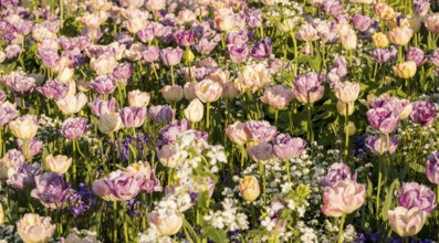 A scenic field bursting with tulips estella rijnveld in full bloom, illuminated by warm sunlight.