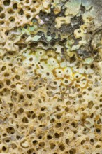 Macro view of the textured surface of an abalone shell, showcasing intricate natural patterns,