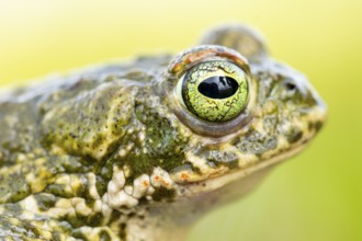 A detailed close-up of a natterjack toad, Epidalea calamita, showcasing its distinct, vibrant eye