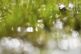 A natterjack toad, Epidalea calamita, is seen partially submerged in a pond, surrounded by vibrant