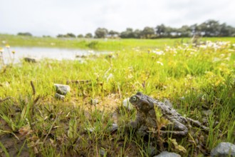 A natterjack toad, Epidalea calamita, sits in a vibrant, grassy landscape near a small pond The