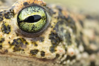 A stunning close-up of a natterjack toad's eye showcases its intricate patterns and vivid colors
