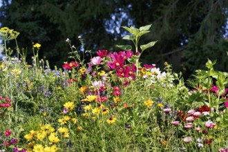 Sea of flowers, colorful wildflower meadow in summer, biodiversity, natural garden, Höxter, Germany