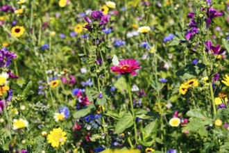 Zinnias (Zinnia), mallows (Malva), cornflowers (Centaurea), coreopsis, dyer's chamomile (Anthemis)
