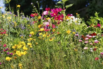 Ornamental basket (Cosmos), sunflowers (Helianthus), strawflowers (Xerochrysum), colourful