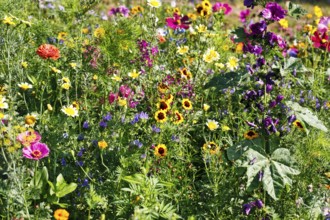 Ornamental basket (Cosmea), girl's eyes (Coreopsis tinctoria), oriental poppy (Papaver orientale),