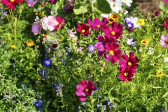 Ornamental basket (Cosmos bipinnatus), zinnia (Zinnia elegans), Dwarf Morning Glory (Convolvulus
