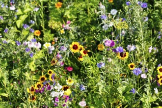 Corncup (Coreopsis), cornflower (Centaurea cyanus), corncock (Agrostemma githago), sea of flowers,
