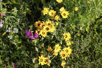 Wildflower meadow in summer, biodiversity, natural garden, Höxter, Germany