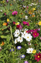 Ornamental basket (Cosmos bipinnatus), zinnia (Zinnia elegans), Dwarf Morning Glory (Convolvulus