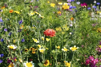 Orange-coloured zinnia (Zinnia elegans), wildflower meadow in summer, cottage garden, Höxter,