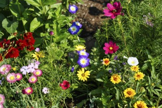 Dwarf Morning Glory (Convolvulus tricolor), Ornamental basket (Cosmos bipinnatus), Zinnia