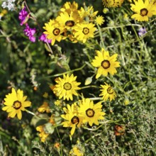 Yellow blossoms, wildflower meadow in summer, cottage garden, Höxter, Germany