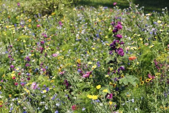 Mauritanian mallow (Algiers mallow), cosmea, sea of flowers, colourful wildflower meadow in summer,