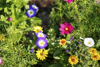 Ornamental basket (Cosmos bipinnatus), Dwarf Morning Glory (Convolvulus tricolor), Cape basket,