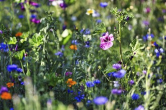 Cranesbill (Geranium), cornflower (Centaurea cyanus), colourful wildflower meadow in summer,