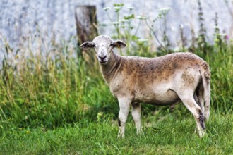 Domestic sheep (Ovis) in a meadow, change of coat, Höxter, Germany