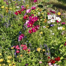 Ornamental basket (Cosmos bipinnatus), Linum grandiflorum (Linum grandiflorum), wildflower meadow
