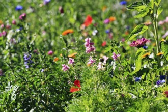 Variegated sage (Salvia viridis), colourful wildflower meadow, biodiversity, various flowers,