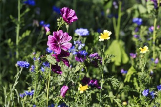 Mallow (Malva sylvestris), wild perennial, cornflowers, wildflower meadow in summer, biodiversity,