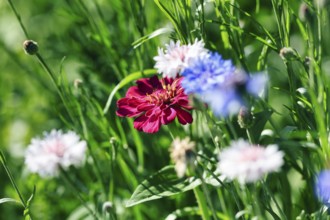 Dark red zinnia (Zinnia elegans), different coloured cornflowers (Centaurea cyanus), colourful