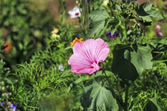 Cup mallow (Lavatera trimestris), pink-coloured, cottage garden, Höxter, Germany