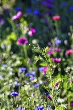 Common yarrow (Achillea millefolium), leaves and bud in wildflower meadow, colourful, biodiversity,