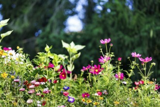 Cosmos, colourful wildflower meadow in summer, biodiversity, nature garden, Höxter, Germany